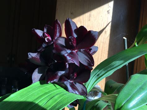 The Allure of Monnierara Millenium Witchy Craft: Why Orchid Enthusiasts Love It